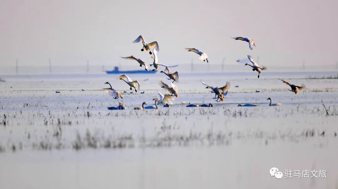 暑期親子游好去處：駐馬店宿鴨湖，與孩子共赴自然之約！