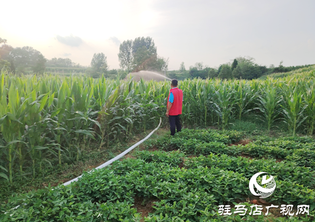 駐馬店市驛城區(qū)朱古洞鄉(xiāng)：戰(zhàn)旱情保秋收 聚合力奪豐登