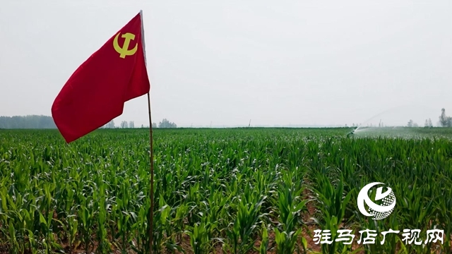  西平縣委書記侯公濤深入部分鄉(xiāng)鎮(zhèn)一線調(diào)研抗旱保秋工作