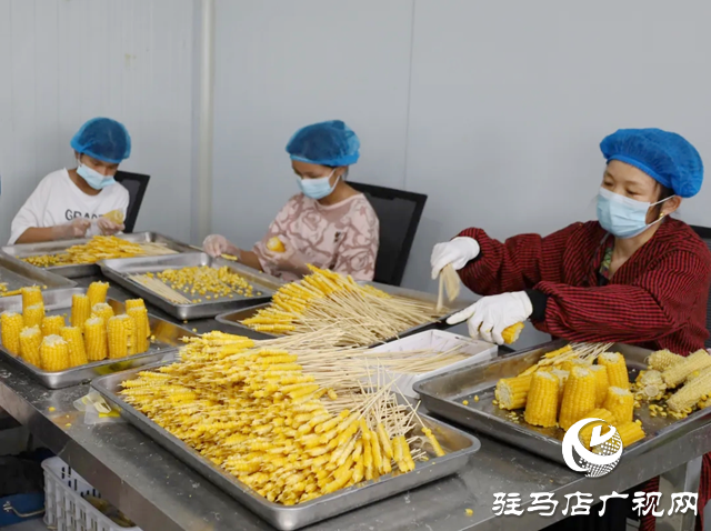 新蔡縣澗頭鄉(xiāng)：玉米“串”起增收路