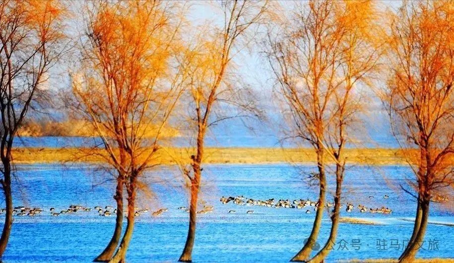 暑期親子游好去處：駐馬店宿鴨湖，與孩子共赴自然之約！