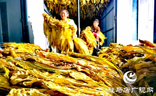 泌陽縣郭集鎮(zhèn)：黨建引領(lǐng) 助力煙農(nóng)將“綠葉子”變成“金票子”
