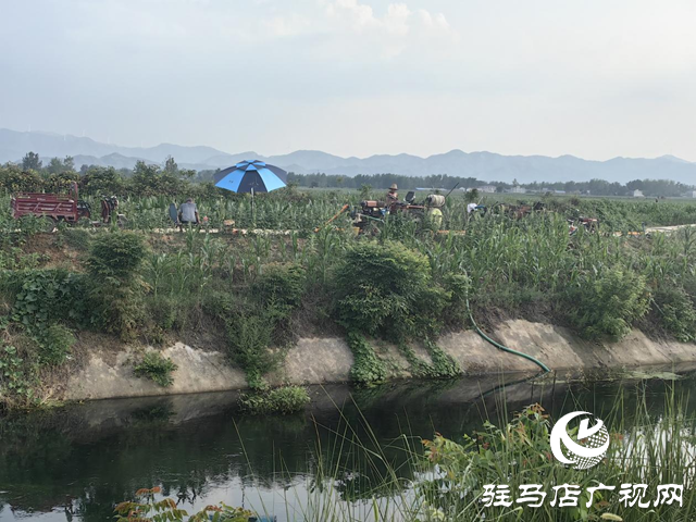 駐馬店市驛城區(qū)：凝心聚力戰(zhàn)高溫 抗旱補(bǔ)墑保秋糧