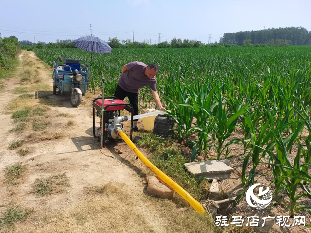 駐馬店市驛城區(qū)：凝心聚力戰(zhàn)高溫 抗旱補(bǔ)墑保秋糧
