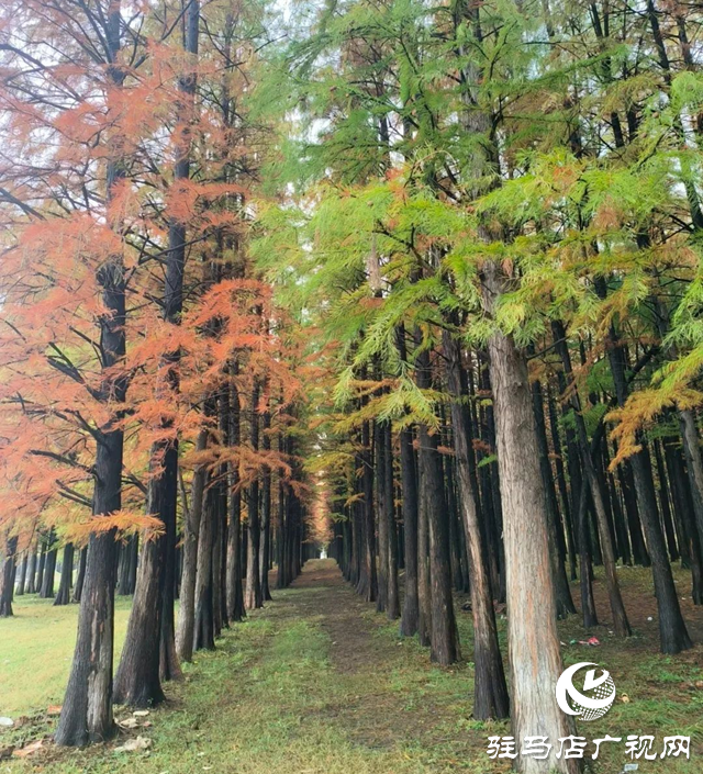 【大美天中】九龍瀑池杉林成夏日避暑熱門地 山水交響繪就豫南清涼畫卷
