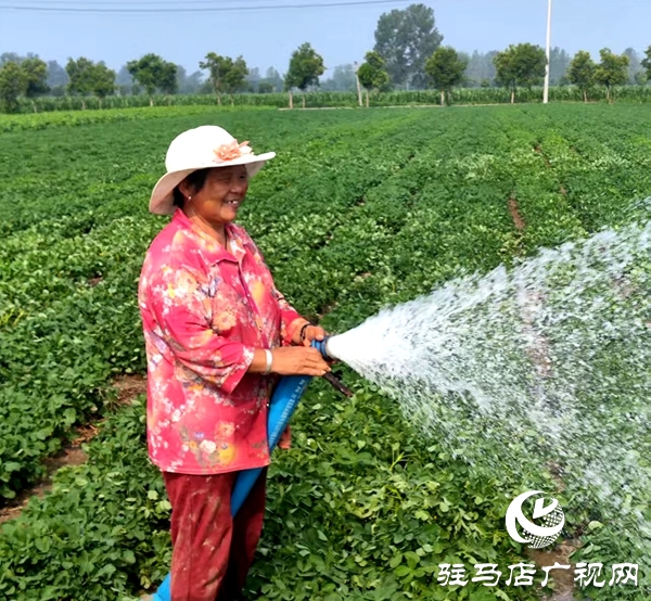 平輿縣東和店鎮(zhèn)：織密田間“潤澤網(wǎng)” 筑牢豐收“壓艙石”