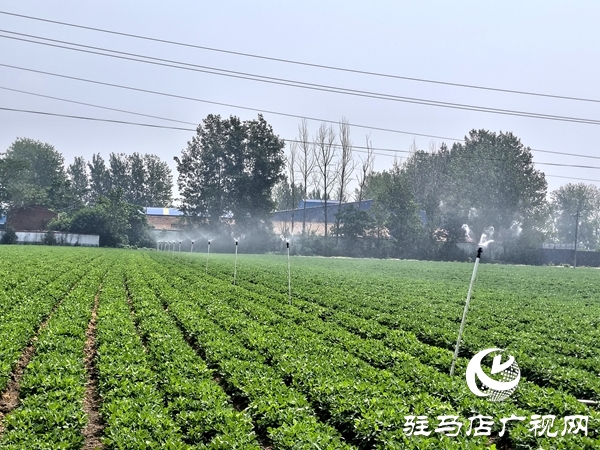 平輿縣：全力以赴抗旱保苗 夯實(shí)秋糧豐收基礎(chǔ)
