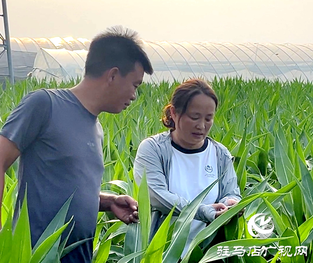 驛城區(qū)全力抗旱保秋 筑牢糧食生產(chǎn)安全屏障