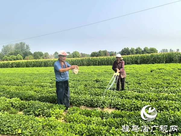 平輿縣：全力以赴抗旱保苗 夯實秋糧豐收基礎(chǔ)
