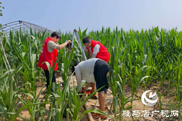  西平嫘祖鎮(zhèn)：黨員干部田間助力，力保秋糧穩(wěn)產(chǎn)