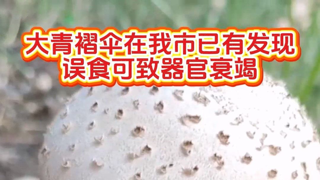 大青褶傘在我市已有發(fā)現(xiàn)，誤食可致器官衰竭