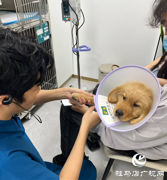 高溫持續(xù) 留守寵物如何安然度夏？