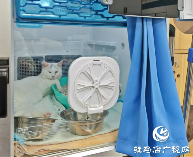 高溫持續(xù) 留守寵物如何安然度夏？