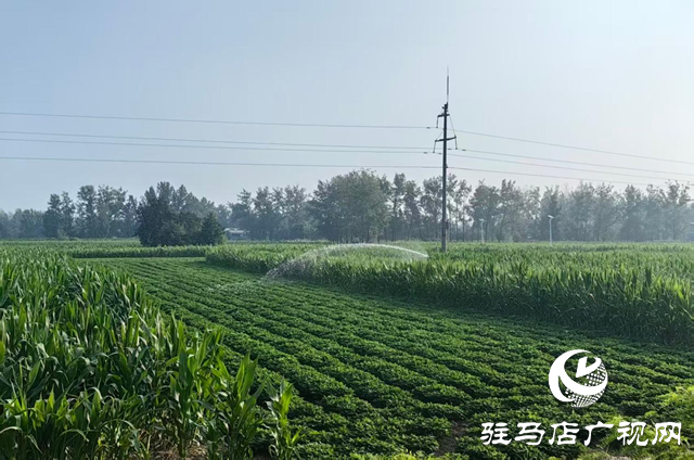 駐馬店市驛城區(qū)沙河店鎮(zhèn)：抗旱保苗齊努力 澆水潤田共擔(dān)當(dāng)