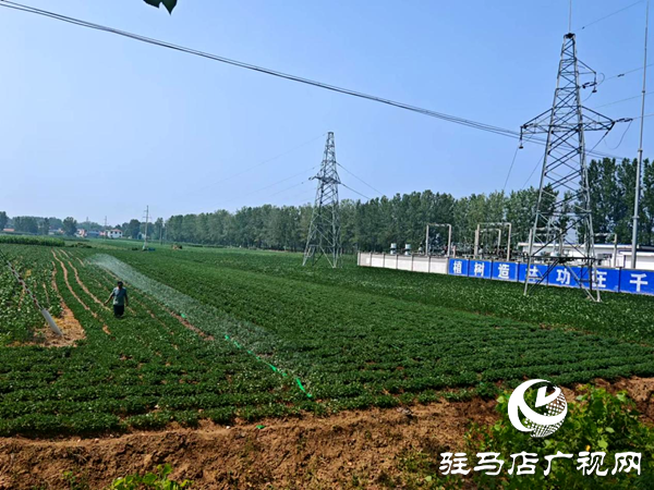 平輿縣老王崗鄉(xiāng)：干群同心抗旱保秋 為秋糧豐收“保駕護航”