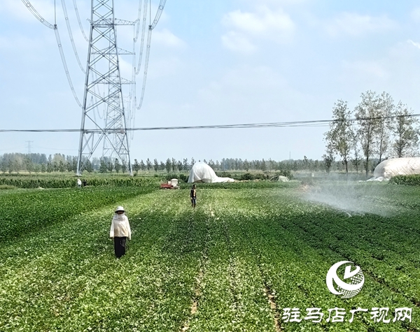 平輿縣干群合力打好抗旱保秋攻堅戰(zhàn) 