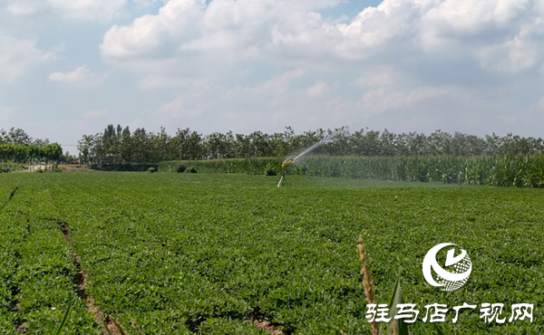  西平宋集鎮(zhèn)：多措并舉抗旱保秋 全力為農(nóng)田“解渴”