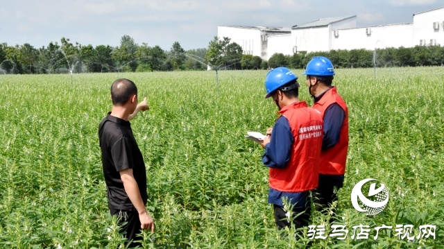 國網(wǎng)平輿縣供電公司：抗旱保電潤芝麻 電力護(hù)航保豐收