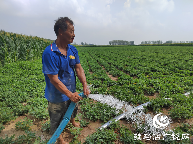 驛城區(qū)水屯鎮(zhèn)：干群攜手抗旱保秋 全力守護糧食安全?