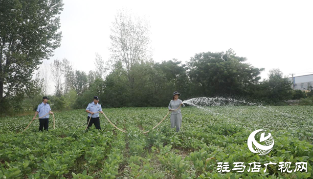 助農抗旱保豐收 民警田間顯擔當