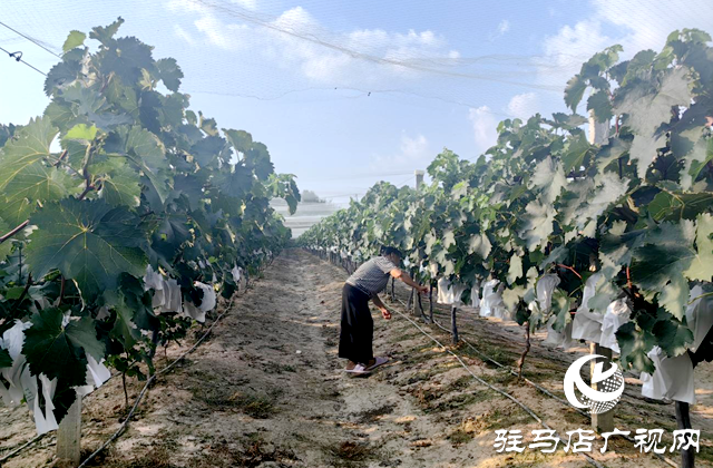 驛城區(qū)沙河店鎮(zhèn)楊莊村：葡萄藤下好光景