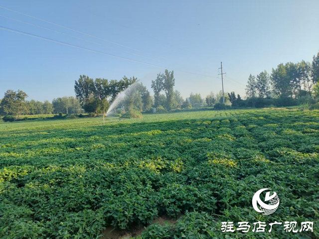 泌陽(yáng)縣賒灣鎮(zhèn)：抗旱一線顯擔(dān)當(dāng) 舍魚(yú)保田為豐收