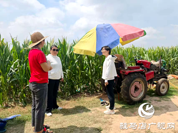 平輿縣射橋鎮(zhèn)：專家田間“傳經(jīng)” 抗旱保收穩(wěn)增收