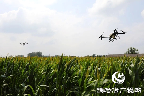 平輿縣十字路鄉(xiāng)：無人機(jī)“空中助陣” 科技抗旱保秋收