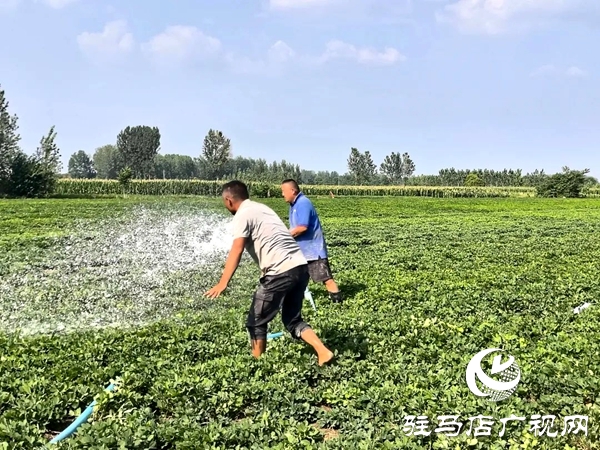 平輿縣西洋店鎮(zhèn)：干群同心戰(zhàn)旱情 保水護(hù)秋穩(wěn)民生