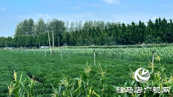 平輿縣玉皇廟鄉(xiāng)：新老機井“手牽手” 電力灌溉潤良田