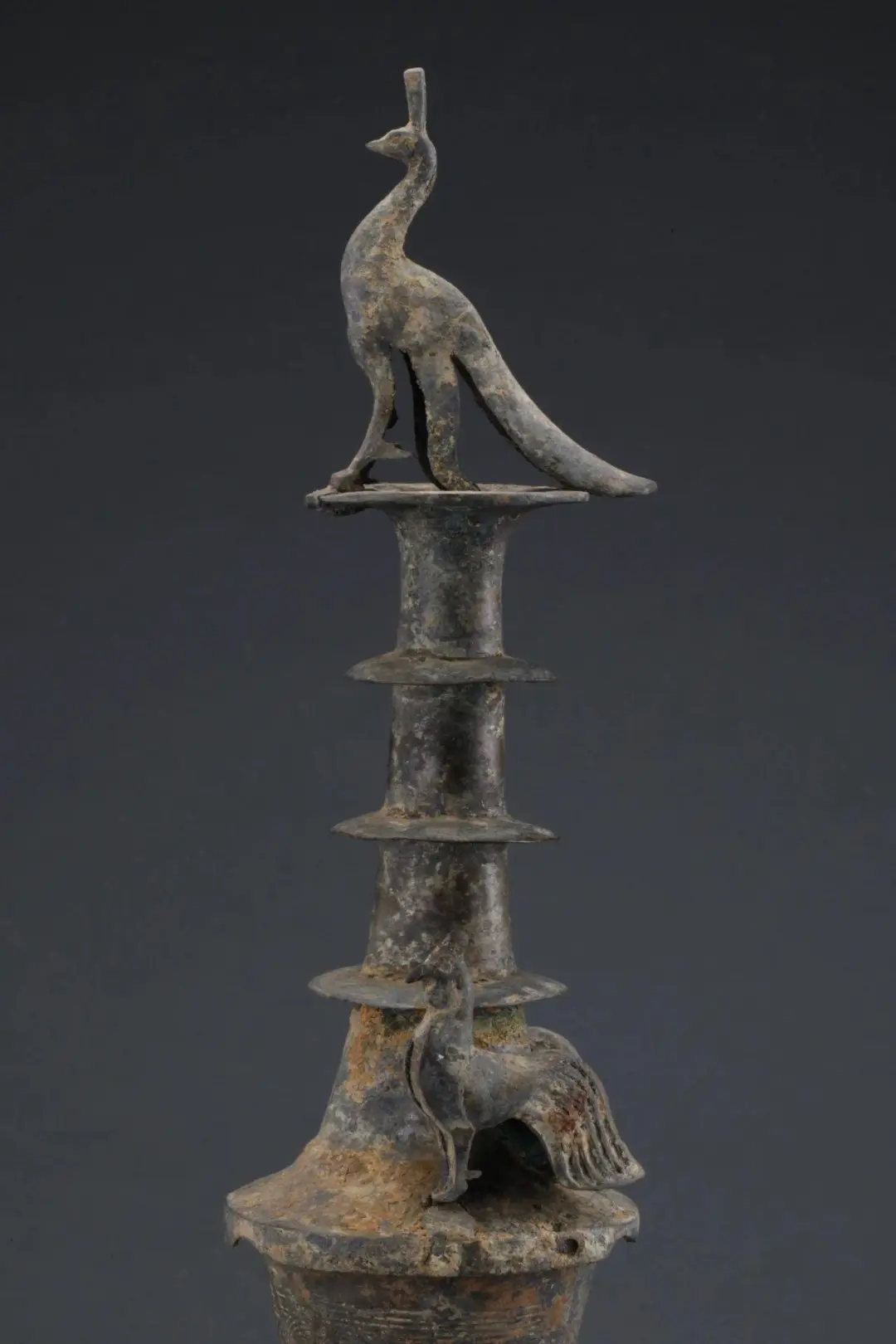 華美端莊，2000多年前它就是“百鳥之王”