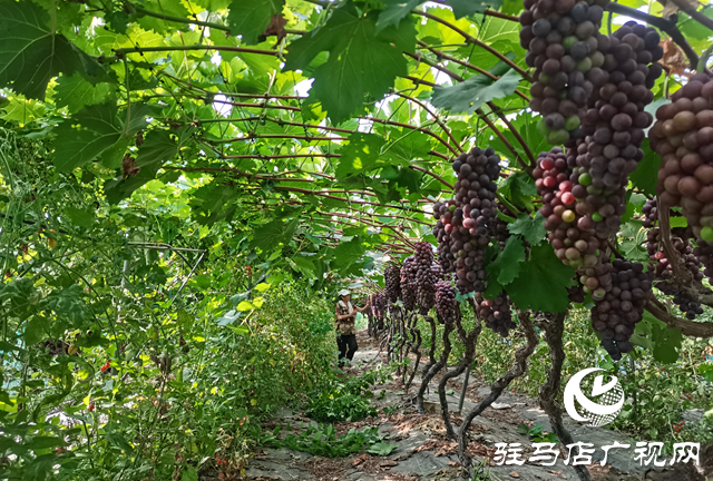 驛城區(qū)：葡萄架下“種養(yǎng)循環(huán)” 生態(tài)農(nóng)業(yè)結(jié)出“致富果”