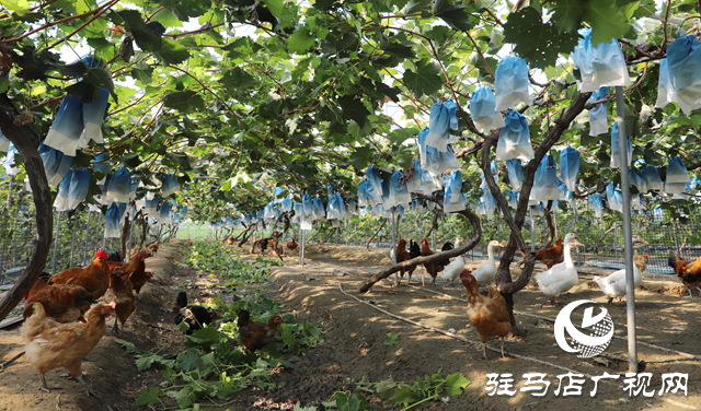 驛城區(qū)：葡萄架下“種養(yǎng)循環(huán)” 生態(tài)農(nóng)業(yè)結(jié)出“致富果”