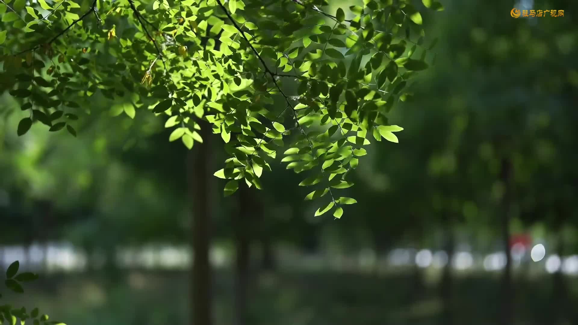 立秋：夏色漸收 秋聲初動