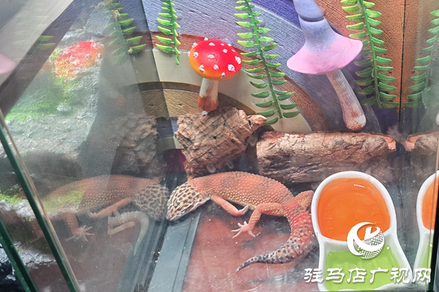 爬寵新風(fēng)尚來(lái)襲 守宮成年輕人飼養(yǎng)新選擇