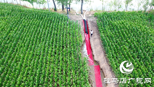 平輿縣西洋店鎮(zhèn)：多措并舉全力抗旱保供水