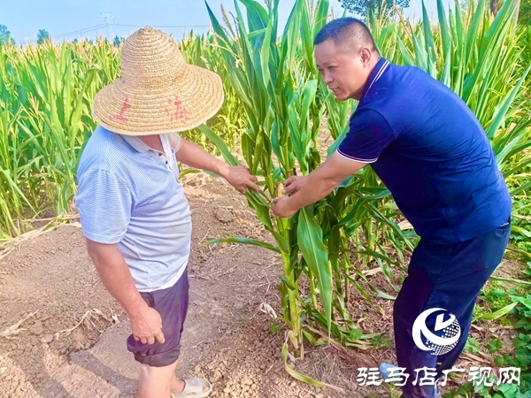 平輿縣陽(yáng)城鎮(zhèn)：黨群同心戰(zhàn)旱情 實(shí)干擔(dān)當(dāng)保秋收