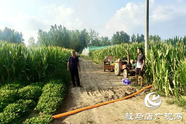 平輿縣陽(yáng)城鎮(zhèn)：黨群同心戰(zhàn)旱情 實(shí)干擔(dān)當(dāng)保秋收