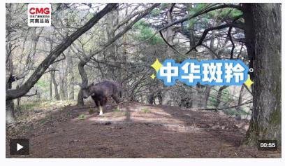 不被打擾的“相遇”！寶天曼多種野生動(dòng)物“入鏡”紅外相機(jī)