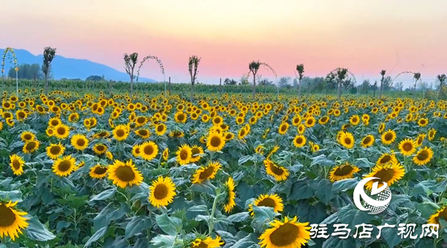 驛城區(qū)胡廟鄉(xiāng)：萬畝向日葵盛放 成秋日打卡新熱點