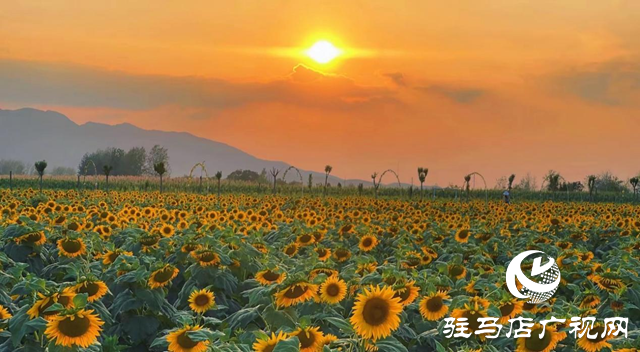 驛城區(qū)胡廟鄉(xiāng)：萬畝向日葵盛放 成秋日打卡新熱點