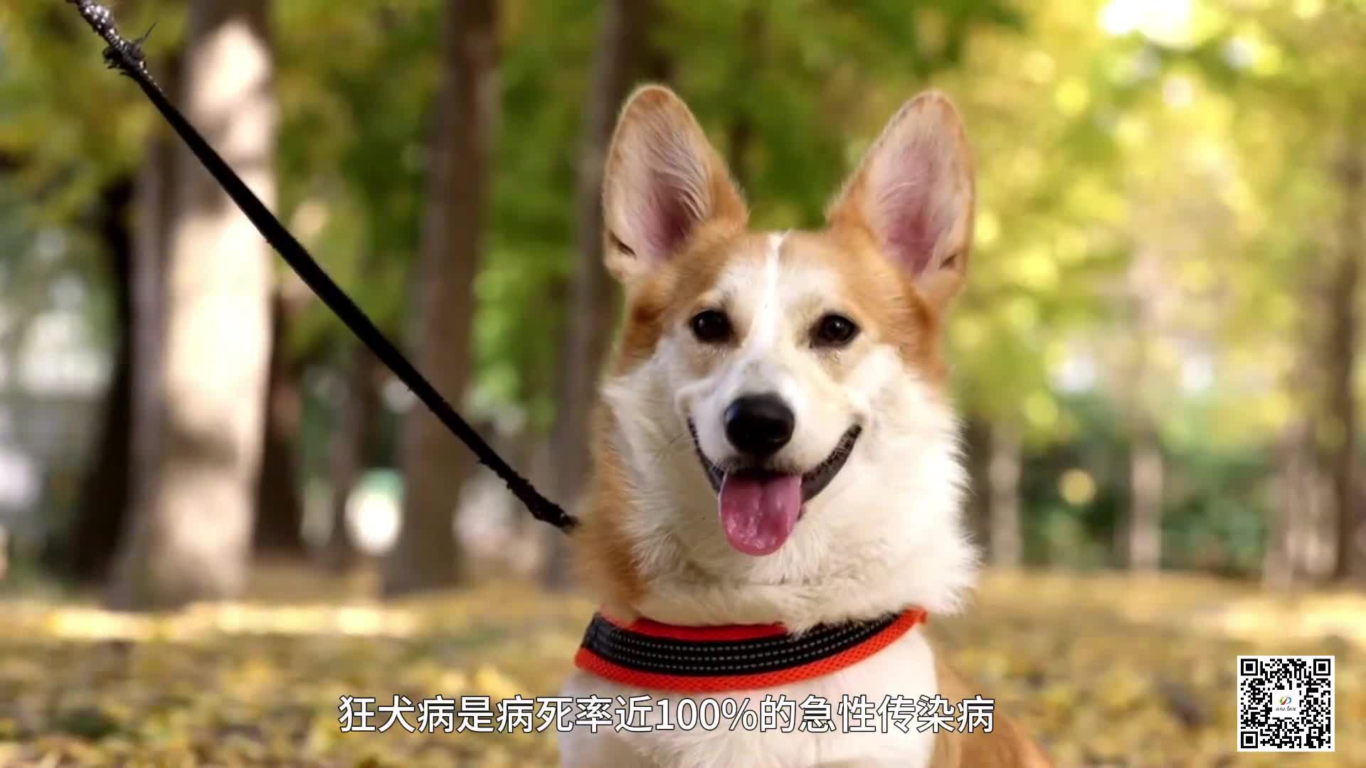 24小時(shí)開(kāi)診 駐馬店市中醫(yī)院新增犬傷門(mén)診