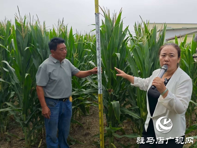  全省玉米花生滴灌水肥一體化推進(jìn)會(huì)暨網(wǎng)絡(luò)觀摩培訓(xùn)在西平縣舉行