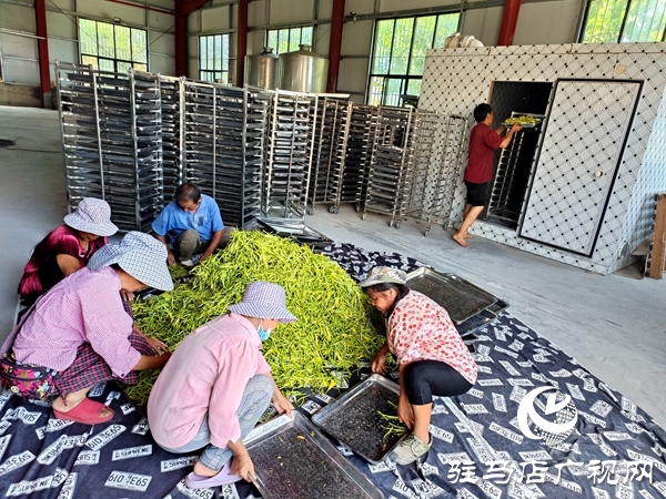 平輿縣廟灣鎮(zhèn)：黃花菜結(jié)出富民增收“金花朵”