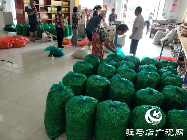 平輿縣廟灣鎮(zhèn)：黃花菜結(jié)出富民增收“金花朵”