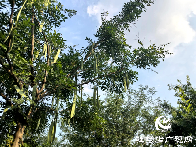 河南菡藝日化：科技賦能皂角產(chǎn)業(yè) 助力鄉(xiāng)村振興