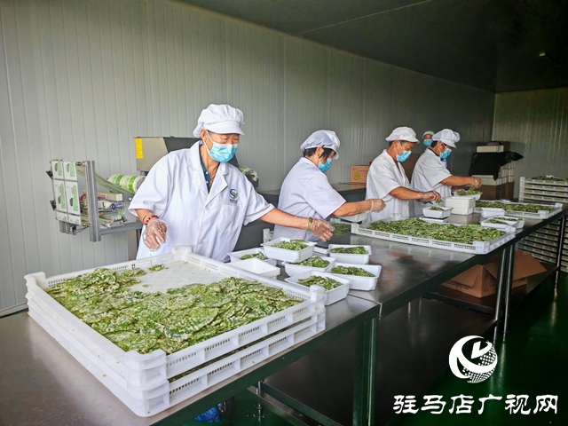 平輿縣廟灣鎮(zhèn)黑田村：桑茶飄香致富路