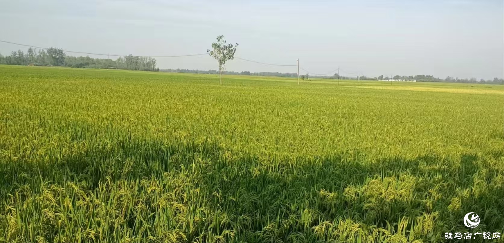 正陽(yáng)縣陡溝鎮(zhèn)尚田村：百眼機(jī)井成為村民豐收的“希望井”