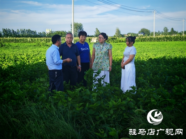 平輿縣廟灣鎮(zhèn)黑田村：桑茶飄香致富路