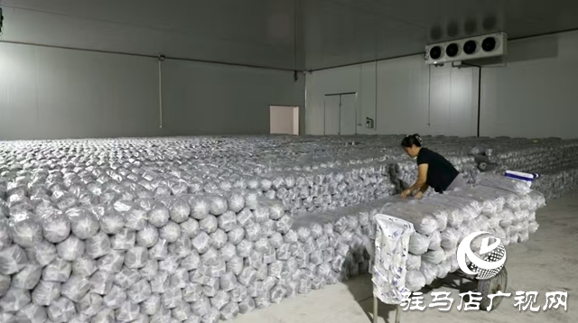 泌陽(yáng)縣：菌棒生產(chǎn)助力食用菌產(chǎn)業(yè)多元化發(fā)展